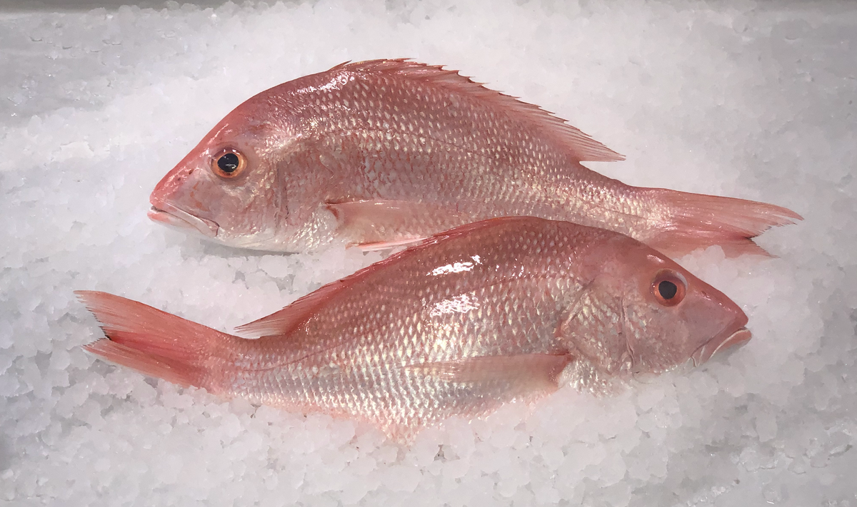 Fresh Red American Snapper – AdMaioraSeafood