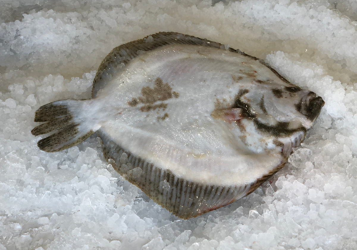 Turbot: A Comprehensive Guide to this Delicious Flatfish