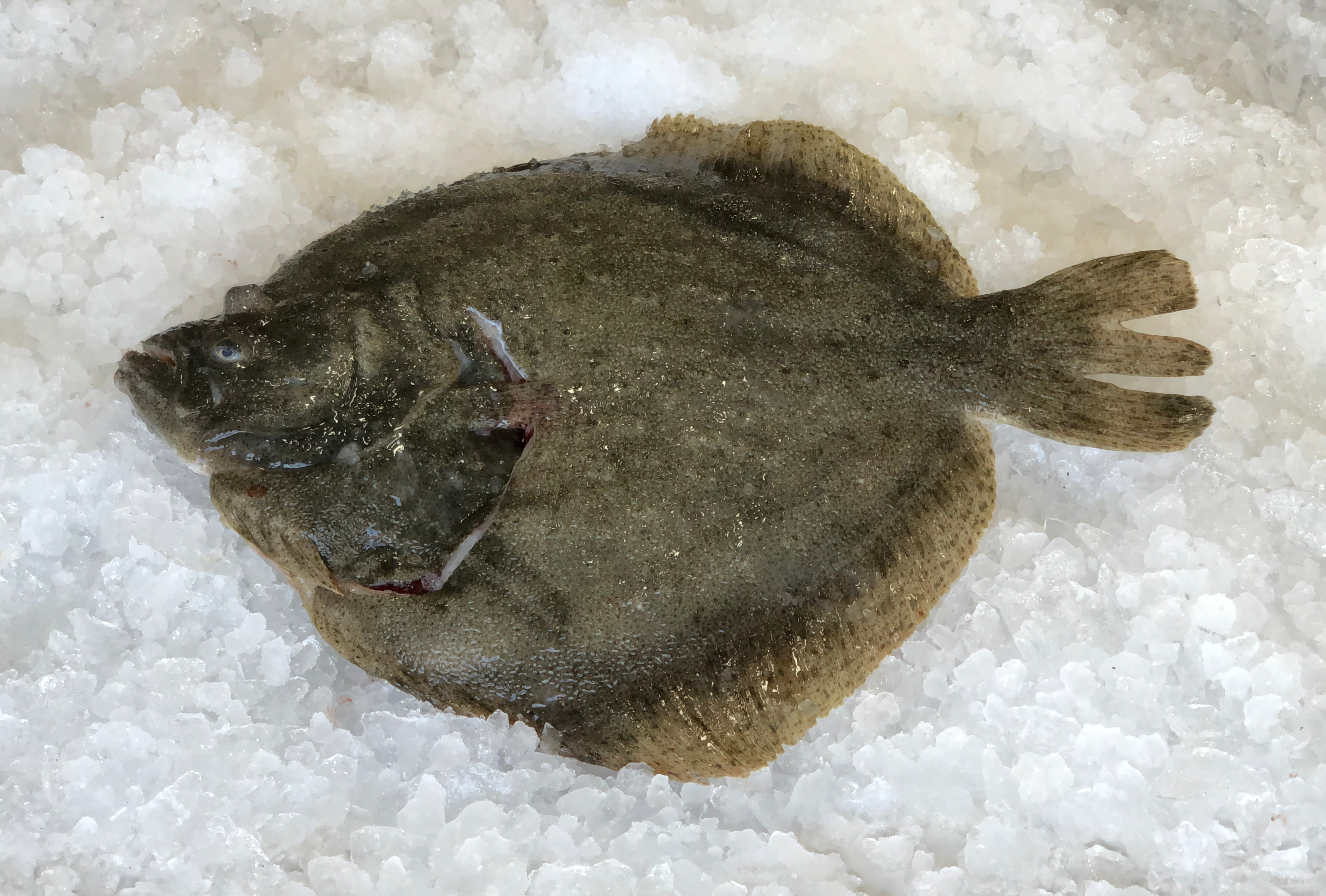 Turbot: A Comprehensive Guide to this Delicious Flatfish